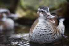 image of animal