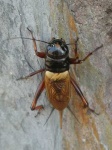 image of cricket
