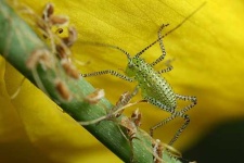 image of cricket