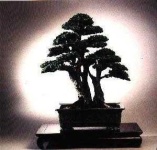 image of tree