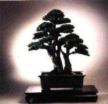 image of bonsai #3