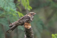 image of nightjar