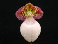 image of hard_leaved_pocket_orchid #46