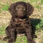 image of american_spaniel #27