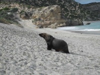 image of animal
