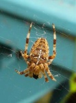 image of garden_spider
