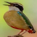 image of indian_pitta #1