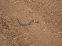 image of hognose_snake #27