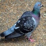image of bird