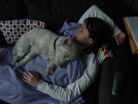 image of west_highland_white_terrier