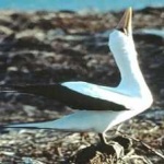 image of bird