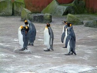 image of king_penguin #3