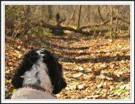 image of cocker_spaniel