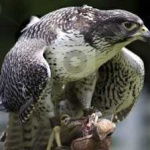 image of bird