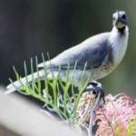 image of bird