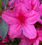 image of azalea #8