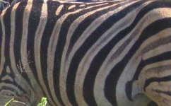 image of texture