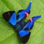 image of animal