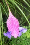 image of flower