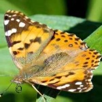 image of animal