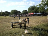 image of horse_cart