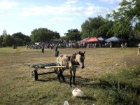 image of horse_cart #10