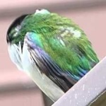 image of bird