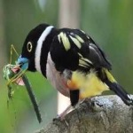 image of bird