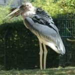 image of bird