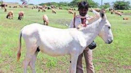 image of animal