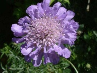 image of flower