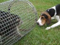 image of walker_hound