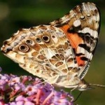 image of animal