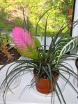image of flower