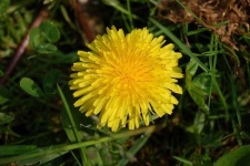 image of flower