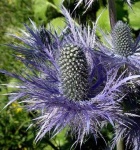image of flower