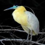 image of bird