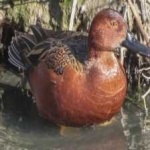 image of bird