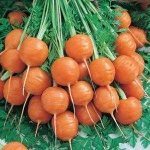 image of carrot