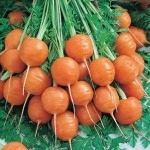 image of carrot #31