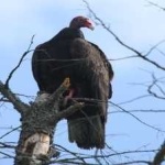 image of bird
