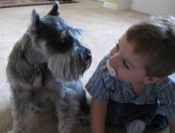 image of miniature_schnauzer