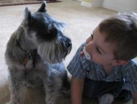 image of miniature_schnauzer #24