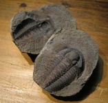 image of trilobite