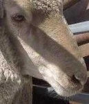 image of animal