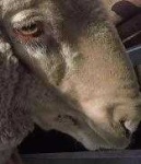 image of animal