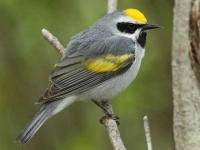 image of warbler