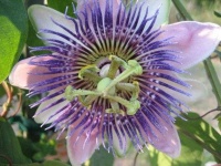 image of passion_flower #27