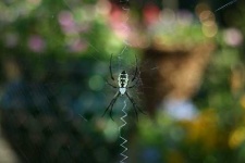 image of black_and_gold_garden_spider #32