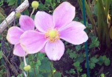 image of flower